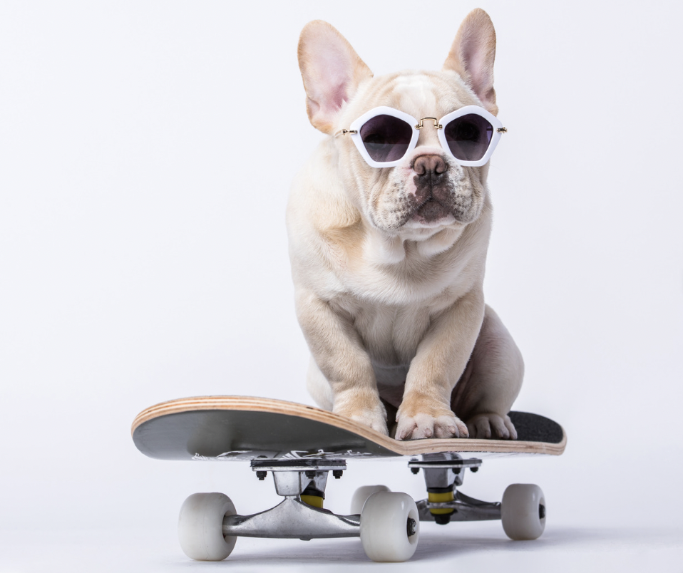 frech bulldog on a skateboard with glasses on 