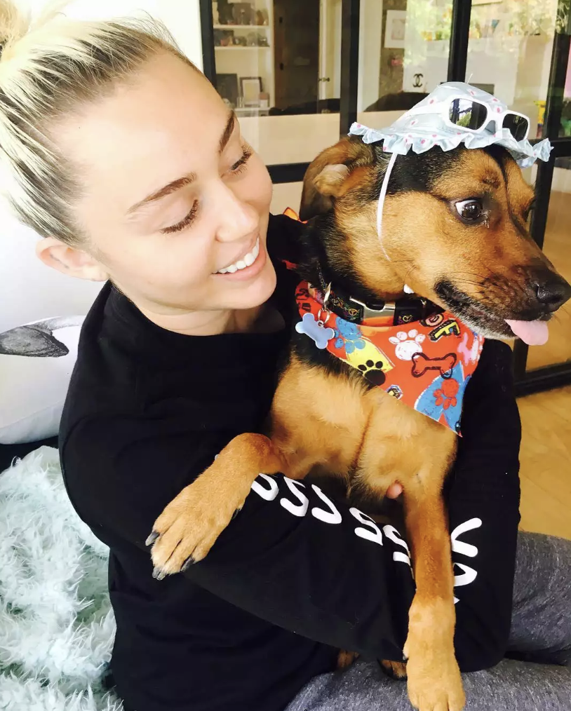 A-List Celebs Are Completely Dog Obsessed! - Miley Cyrus