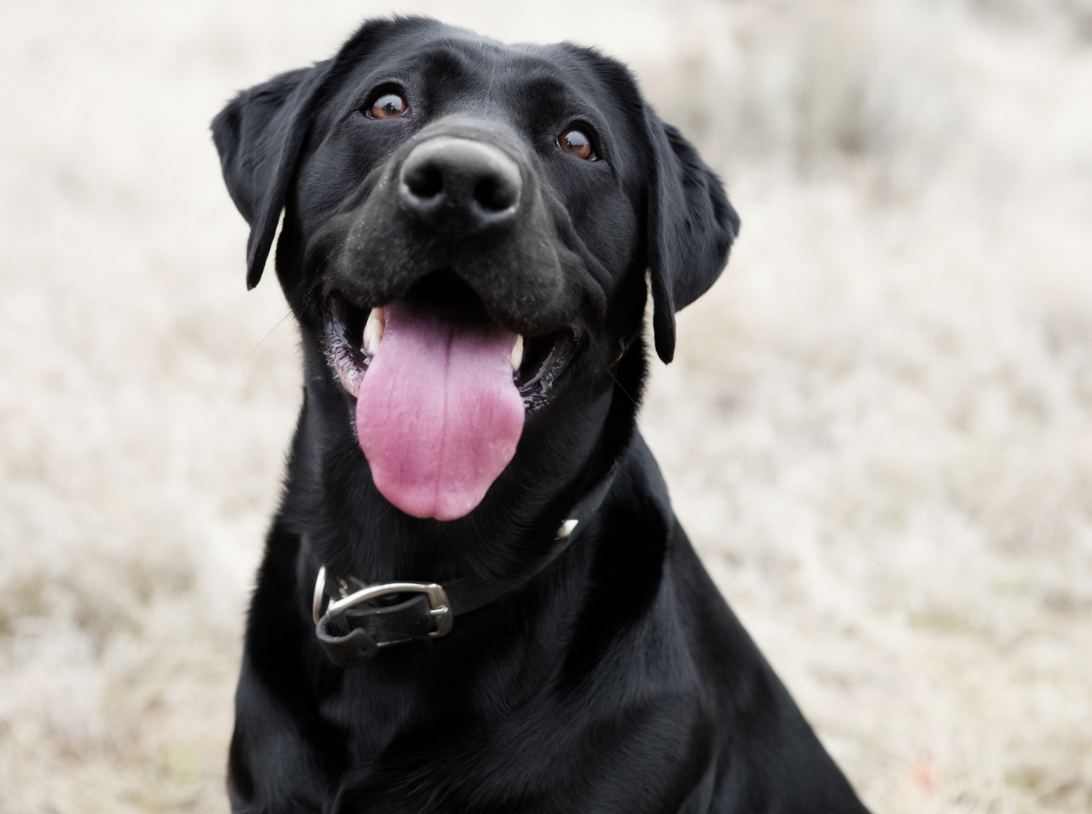 a black happy dog