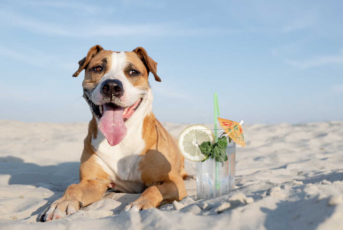 a pitbull at beach