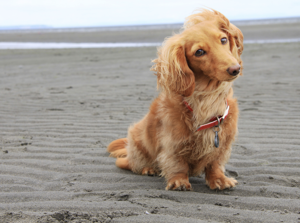 dog at beach