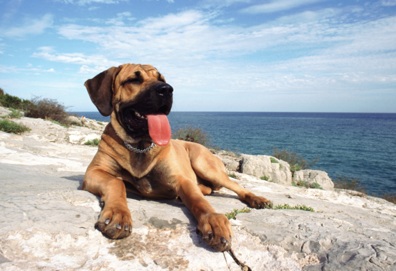 50-beach-dog-names-for-your-coastal-canine-companion-rocky-kanaka