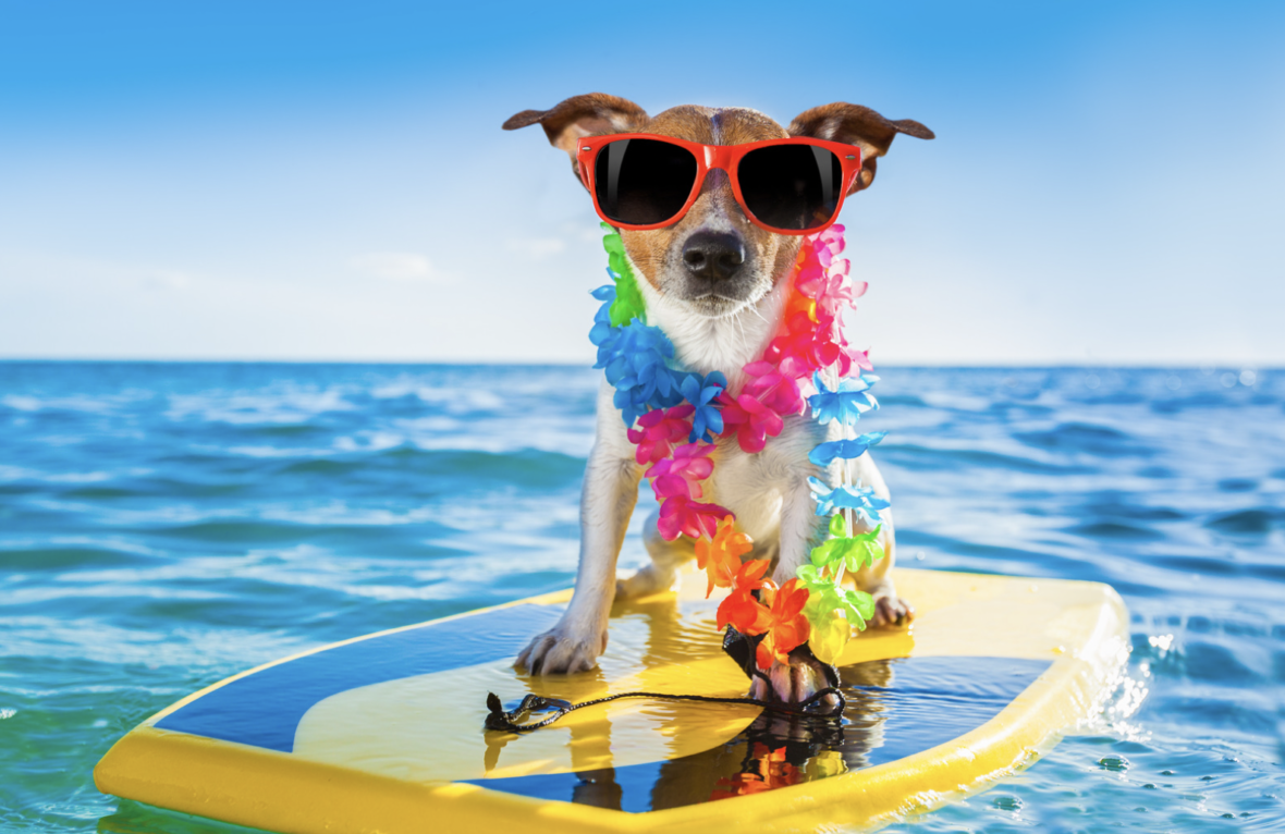 dog with sunglasses on on a board in water