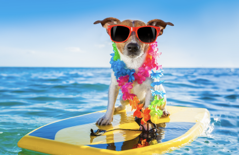 Exploring the Aloha Spirit: 47 Hawaiian Dog Names for Your Furry Friend ...