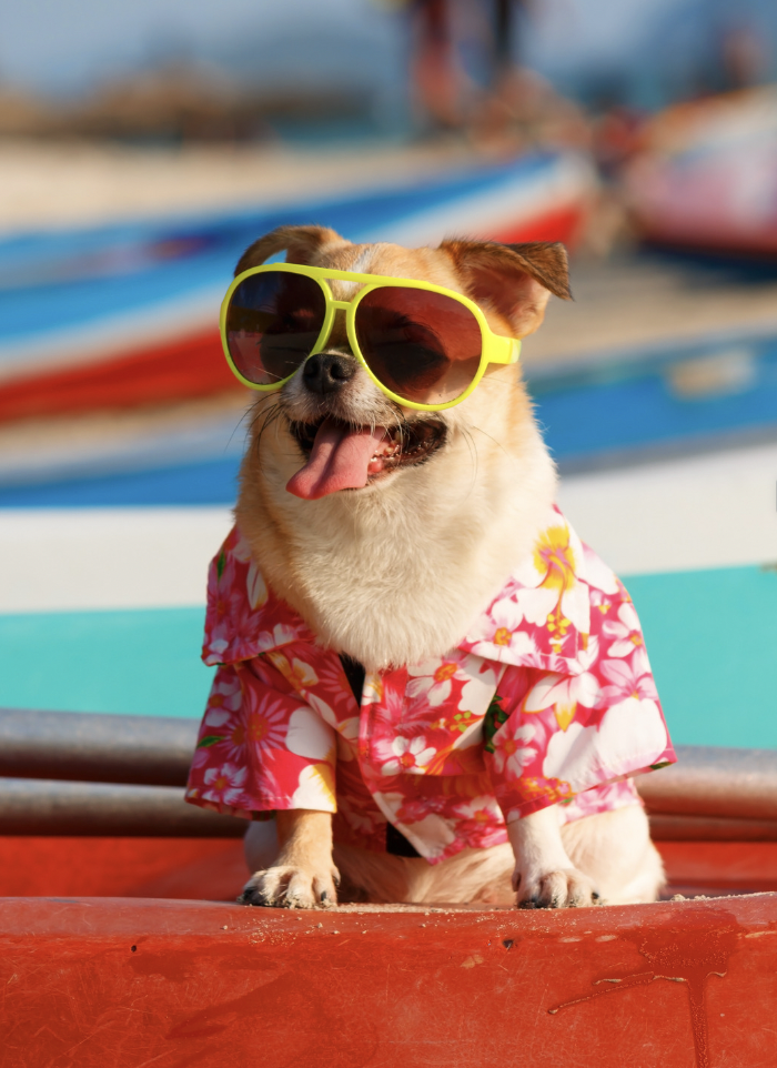 dog in a hawaiian shirt with sunglasses on