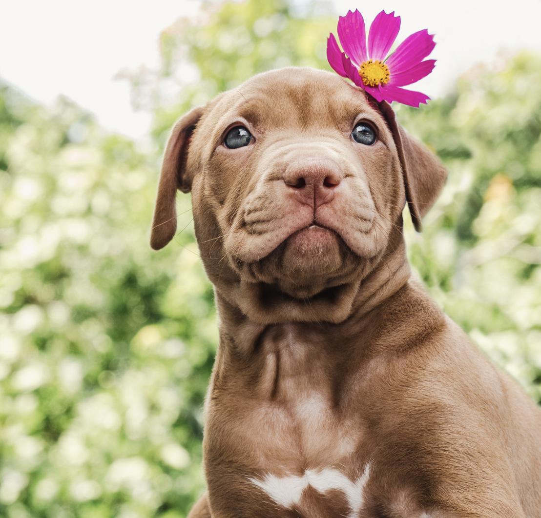 pitbull puppy with flower on his ear