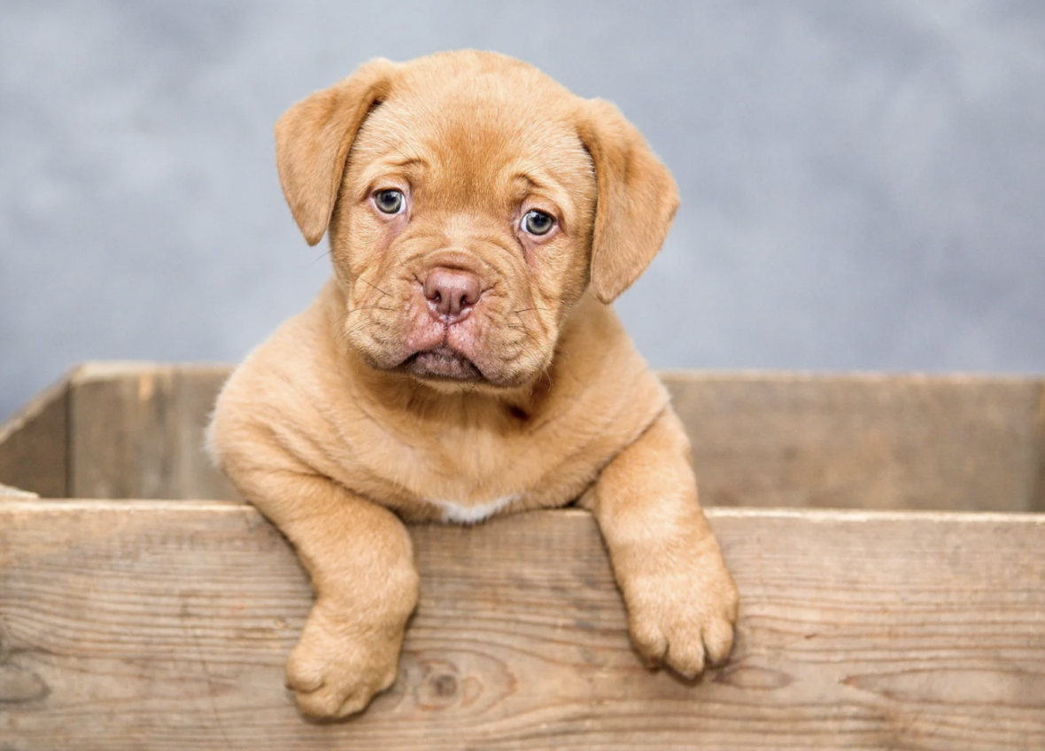 cute pitbull puppy Exotic Dog Names That Start With F