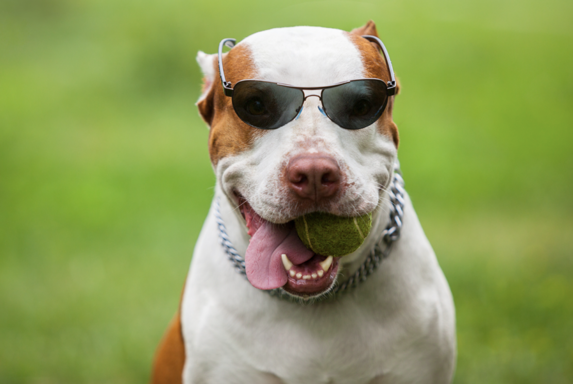 pitbull with sunglasses on and a ball in mouth Strong Dog Names That Start With F