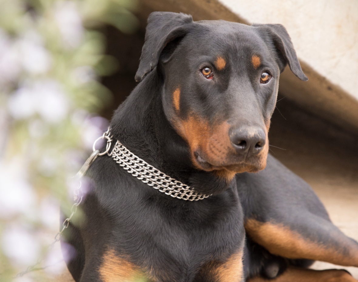 A doberman. Powerful Dog Names That Start With F