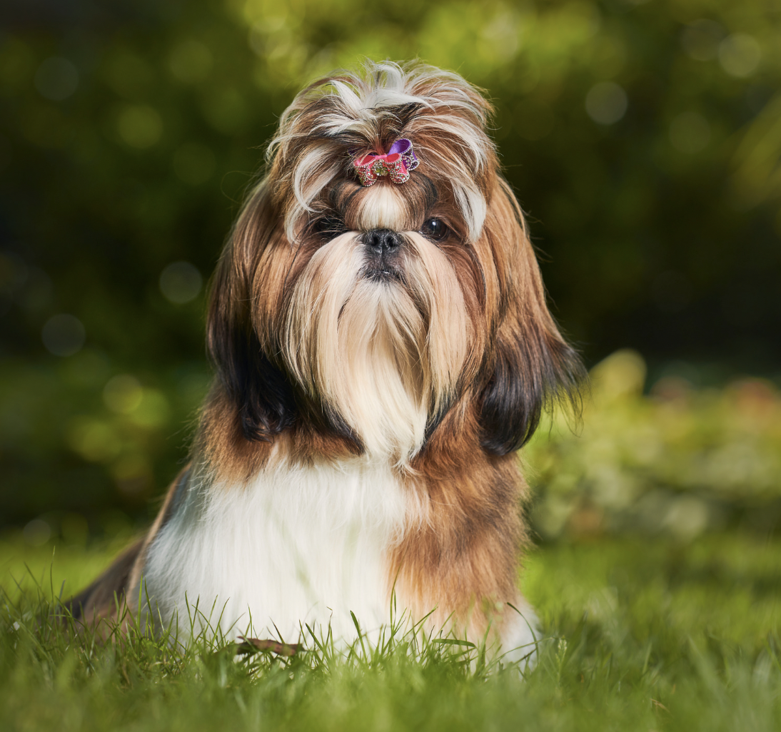 The Shaved Shih Tzu: Top knot Cut