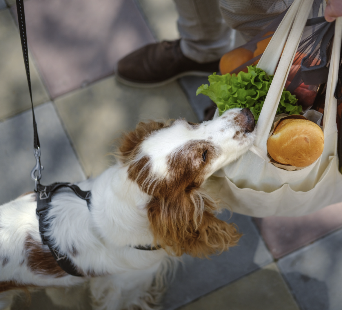 Can You Buy Dog Food with Food Stamps? : dog smelling a bag full of groceries