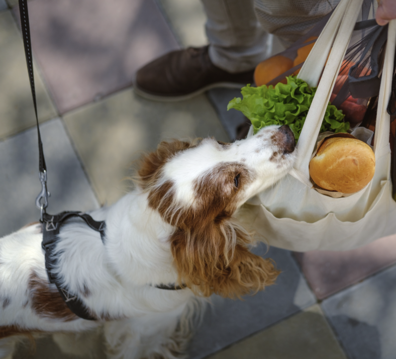 can-you-buy-dog-food-with-food-stamps-no-but-here-s-a-workaround