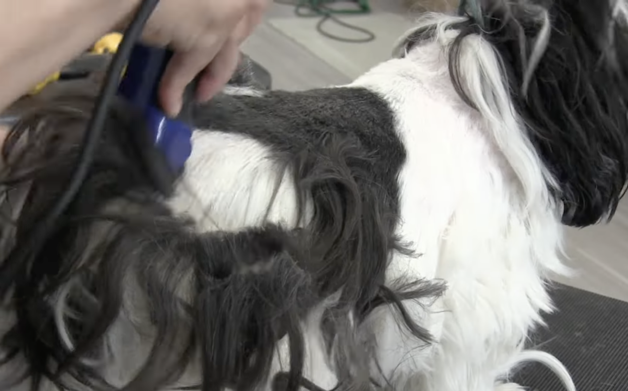 The Shaved Shih Tzu: A Guide to Grooming, Maintenance, and Styling ...