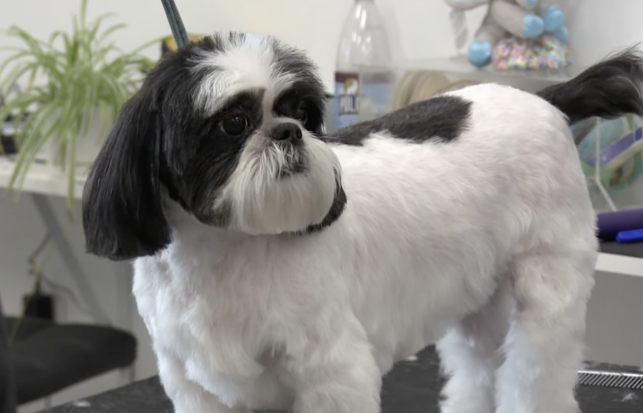 The Shaved Shih Tzu: A Guide to Grooming, Maintenance, and Styling ...