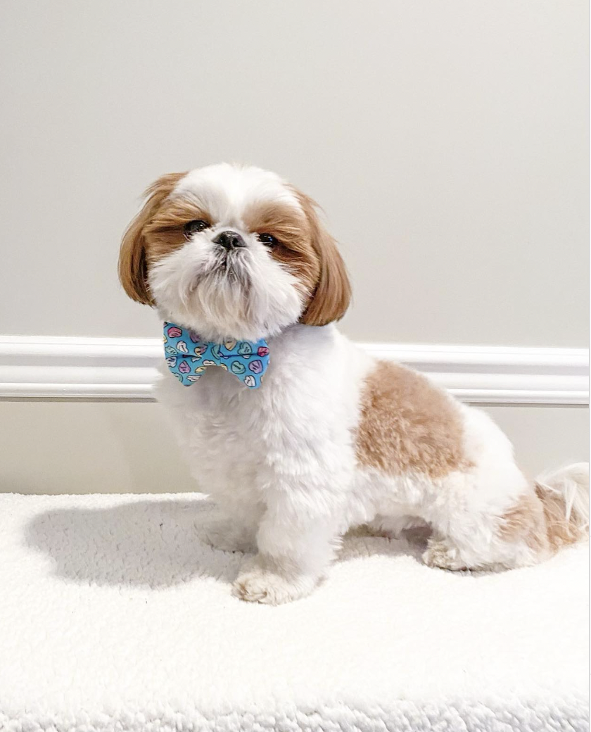 Shih tzu hot sale grooming style