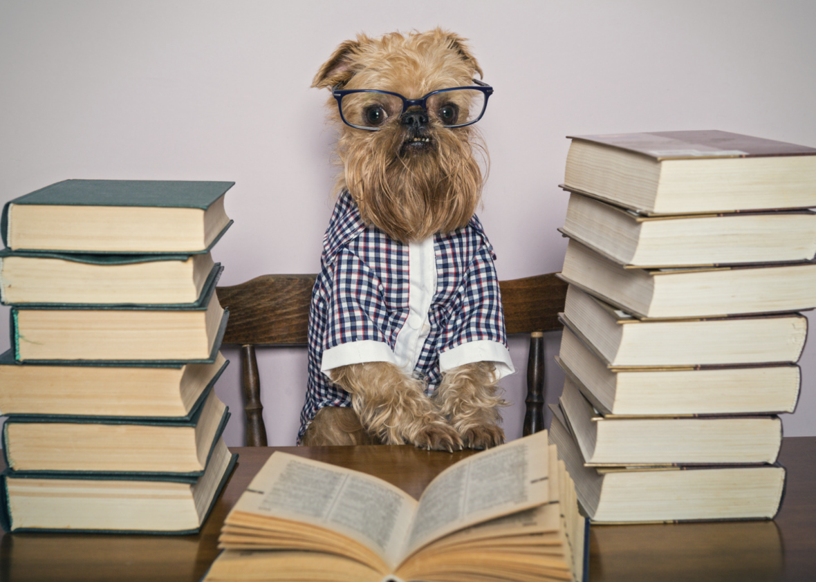 Literary Names for Dogs: a funny dog surrounded by books