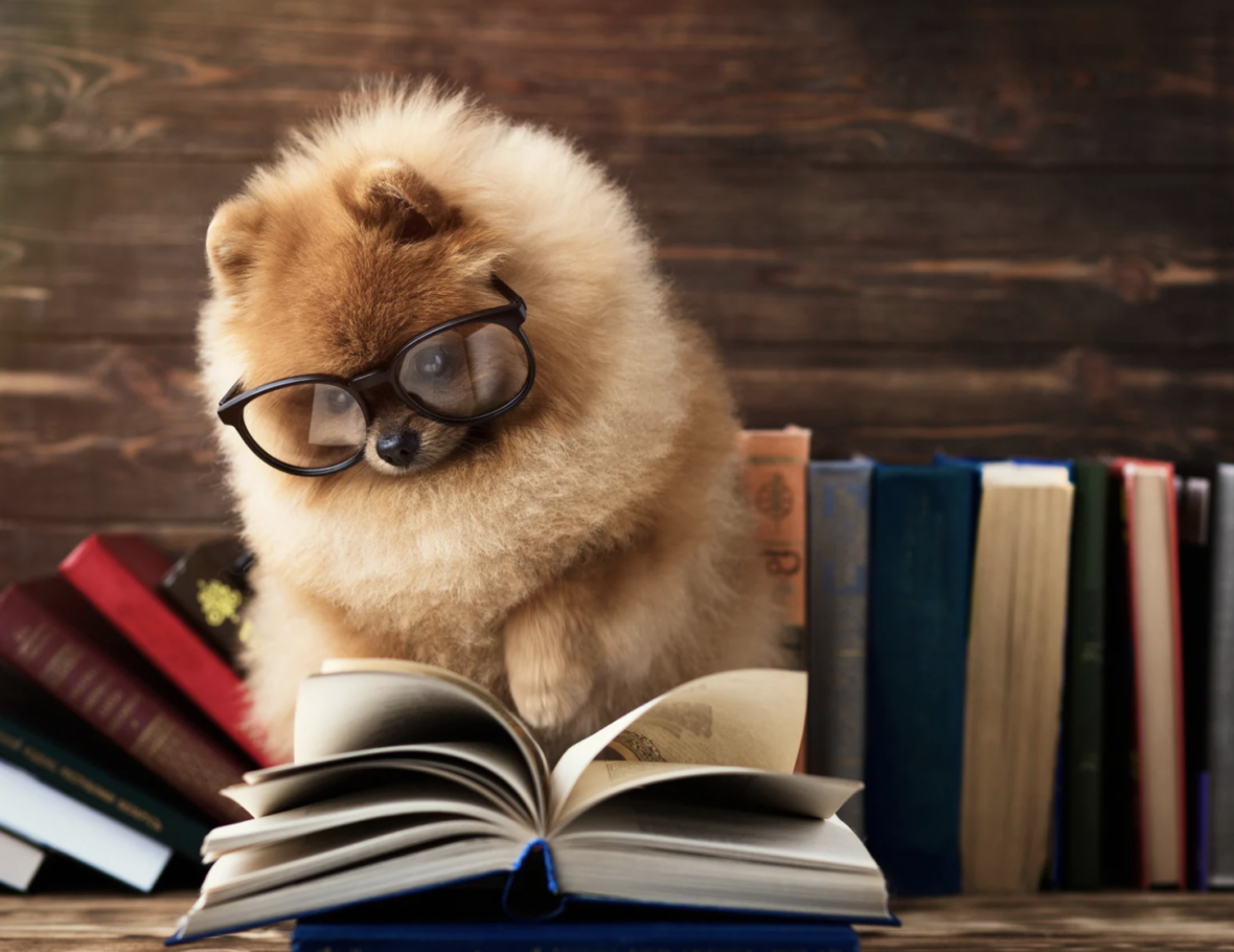 Literary Names for Dogs: A pomeranian reading a book