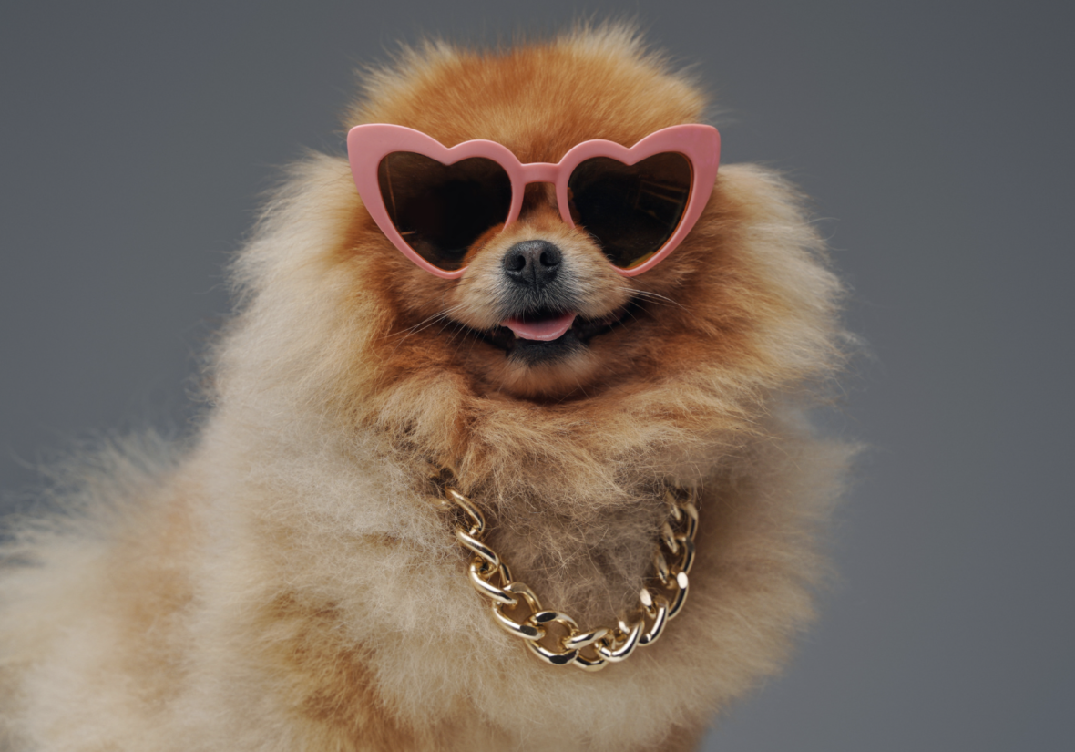 Gangster Dog Names: cute dog with sunglasses and chain
