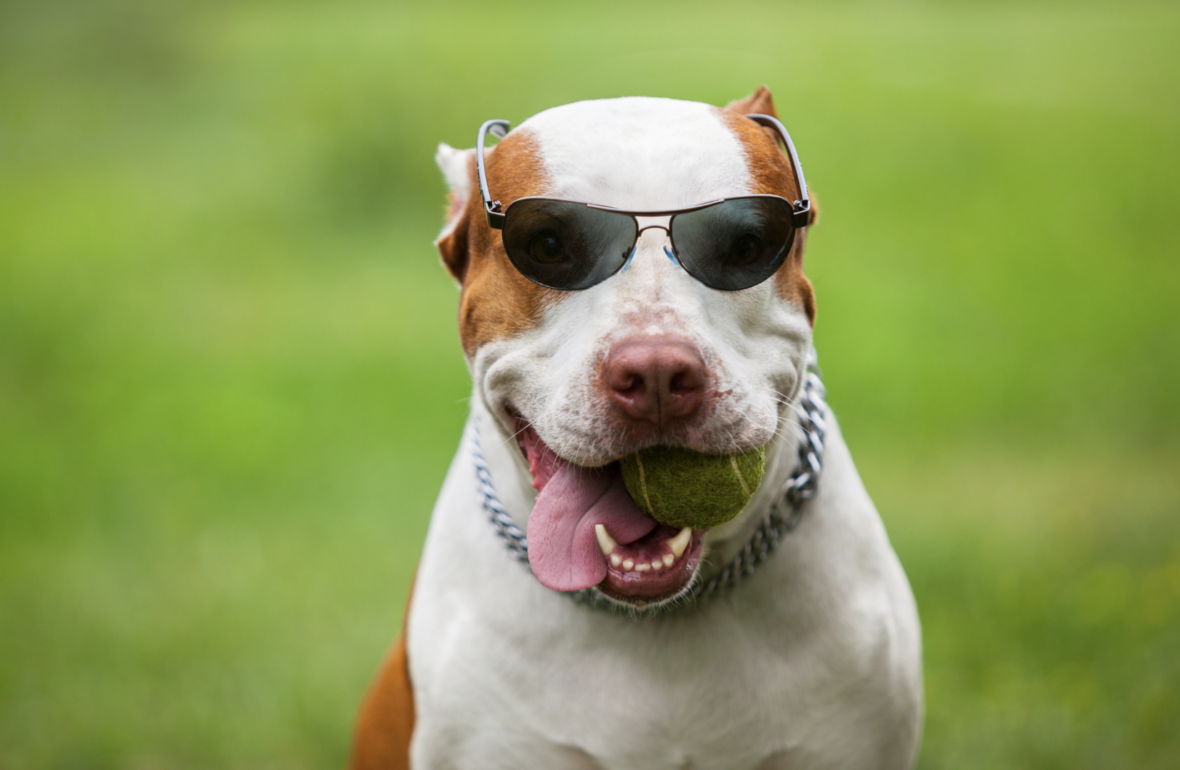 Gangster Dog Names: pitbull with sunglasses on and a chain with a ball in mouth