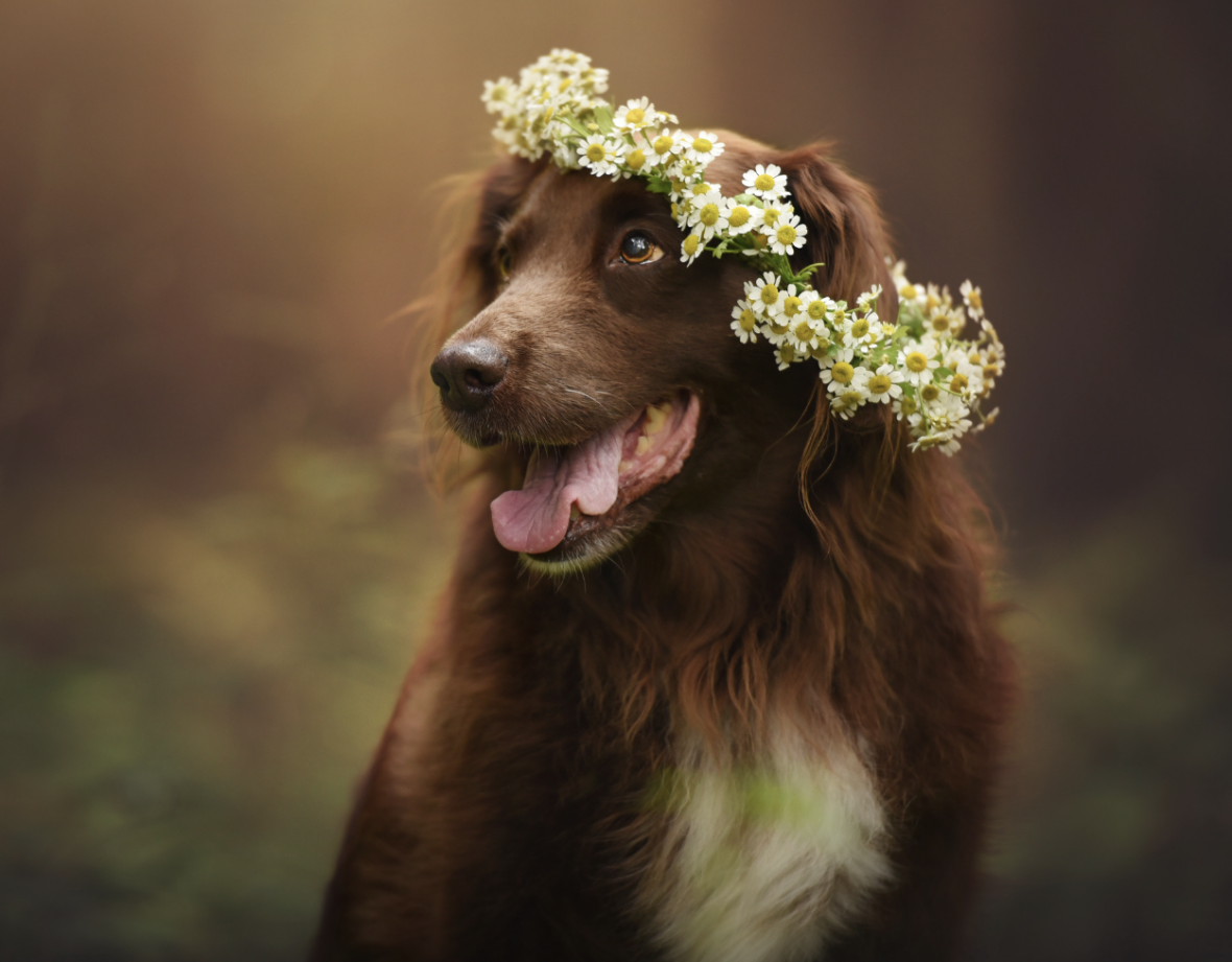 hippie dog names- flower power