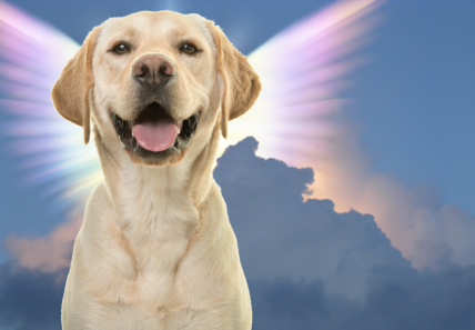 60 Biblical Dog Names: A Divine Naming Guide for Your Canine Companion ...