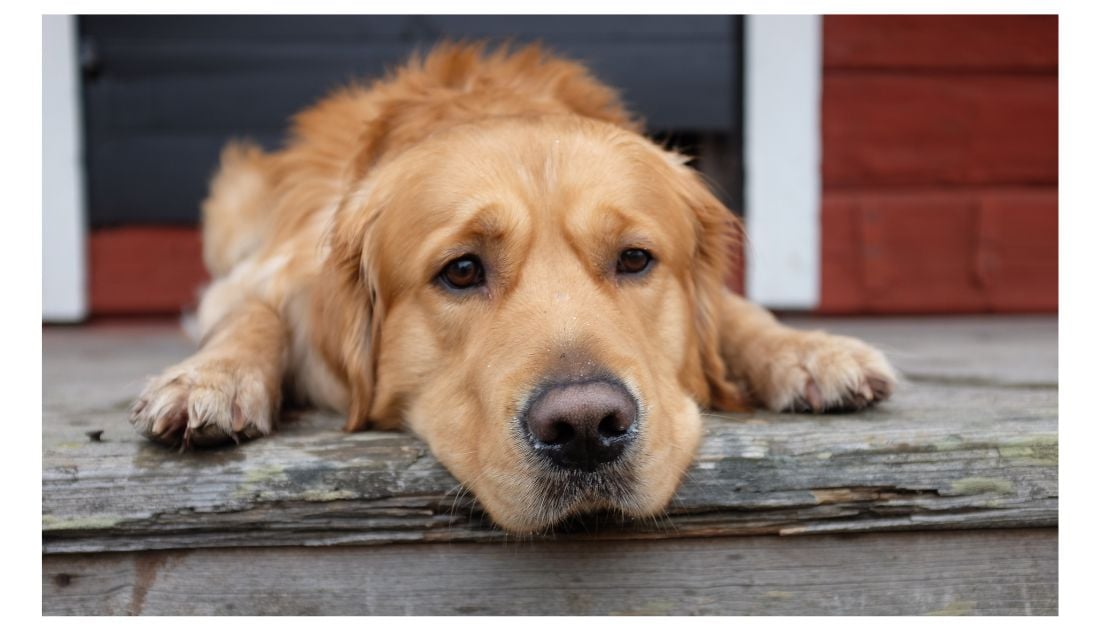 Vestibular Disease in dogs