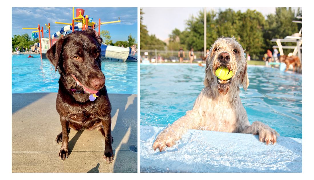 Water parks for dogs