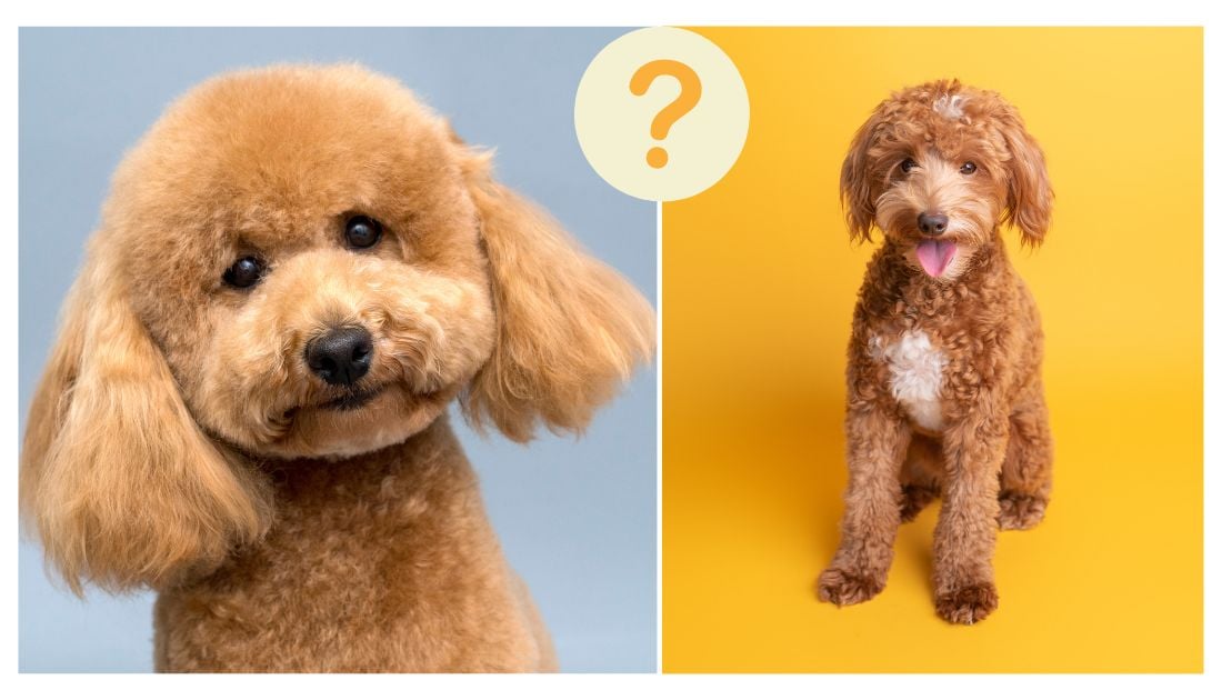 Difference between store poodle and goldendoodle