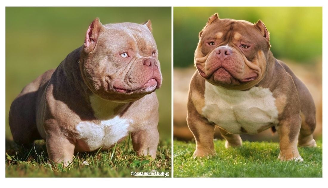 Miniature Exotic Bully Dog Registration