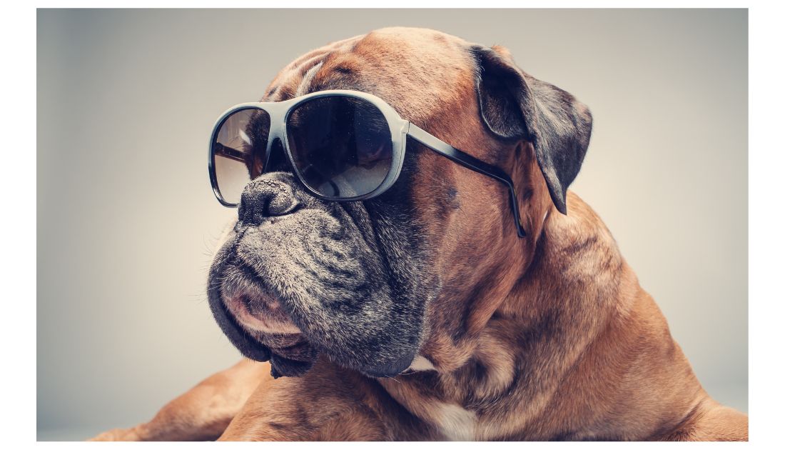 Gangster Dog Names: dog with sunglasses