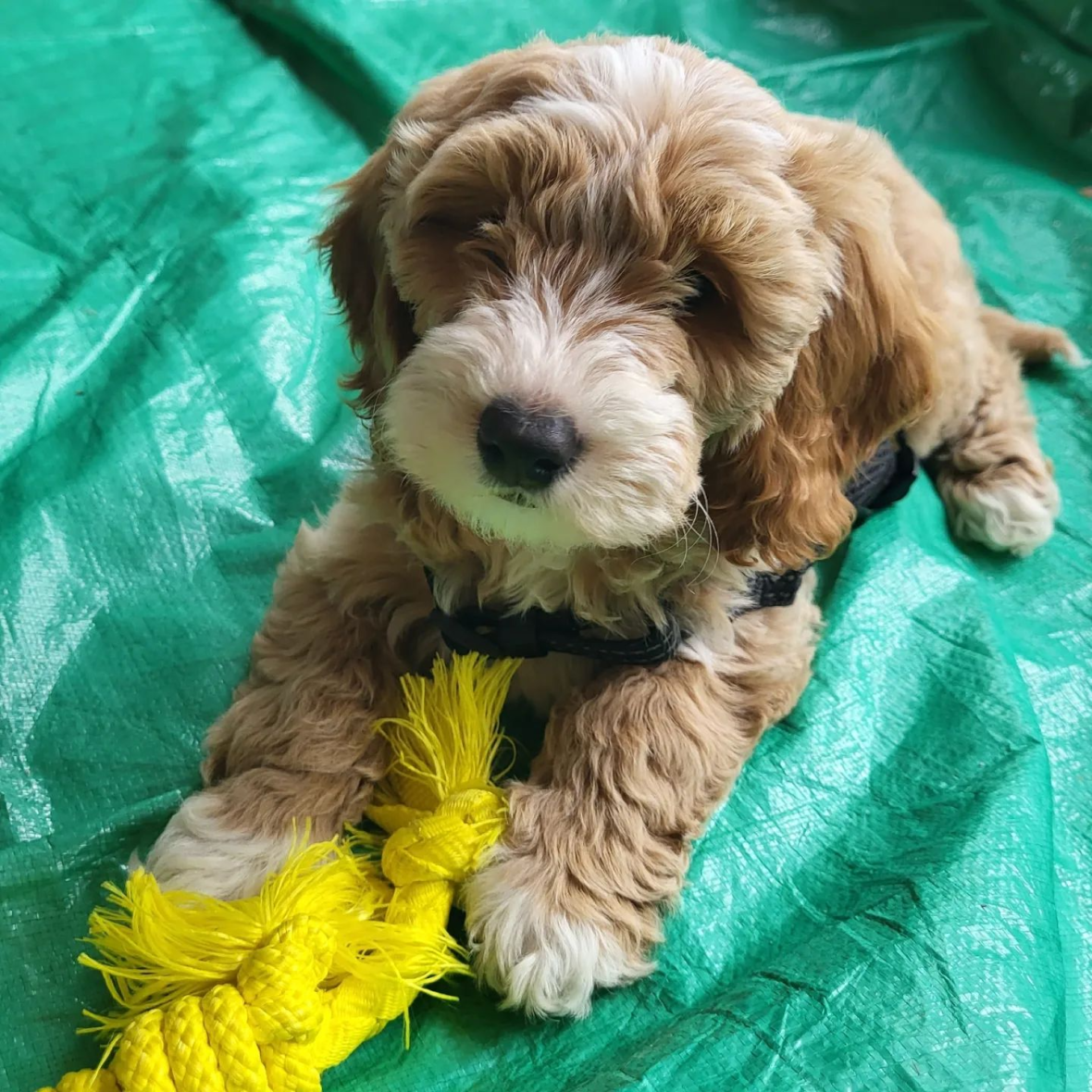 Sonny D the Brown and White Mini Goldendoodle