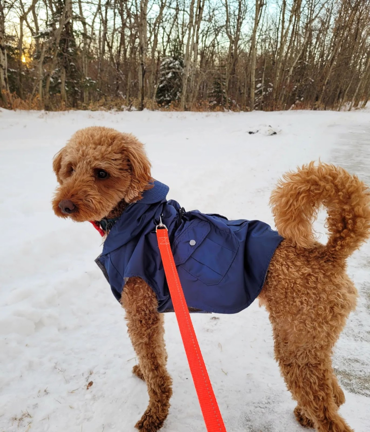 Copper the Red Moyen Poodle
