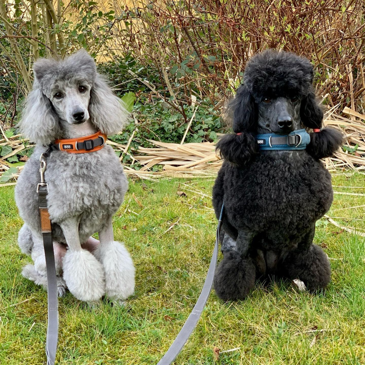 Leia & Jaina the moyen poodles