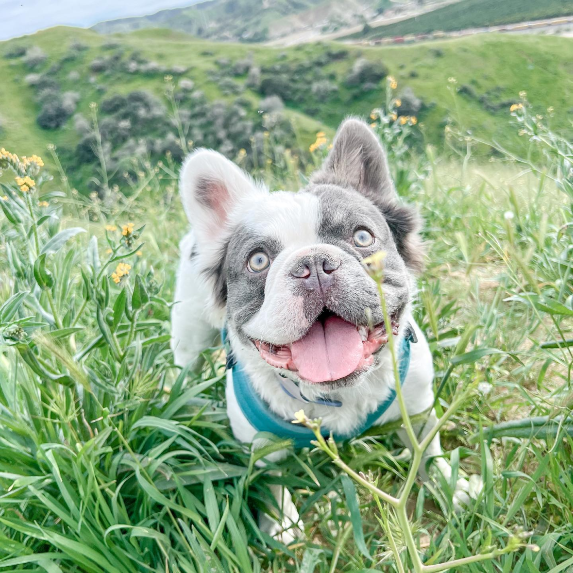 Spiffy the Lilac Long-Haired French Bulldog