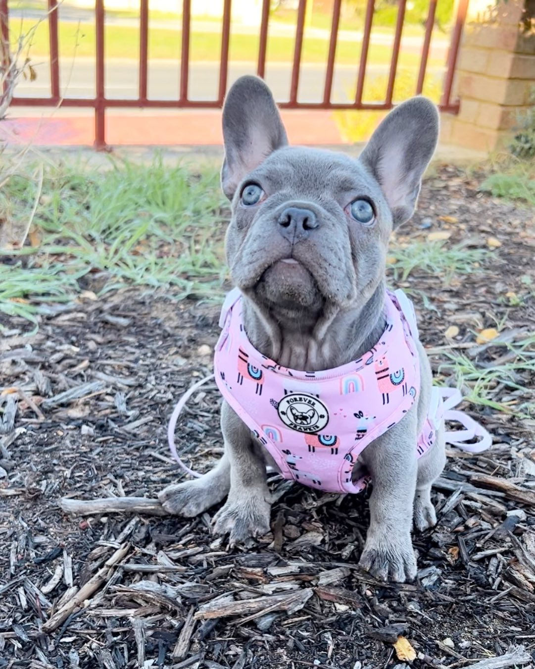 Clover the Blue French Bulldog