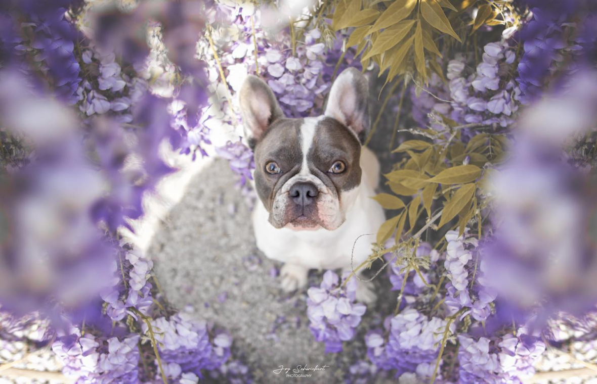Marvin the Blue Pied French Bulldog
