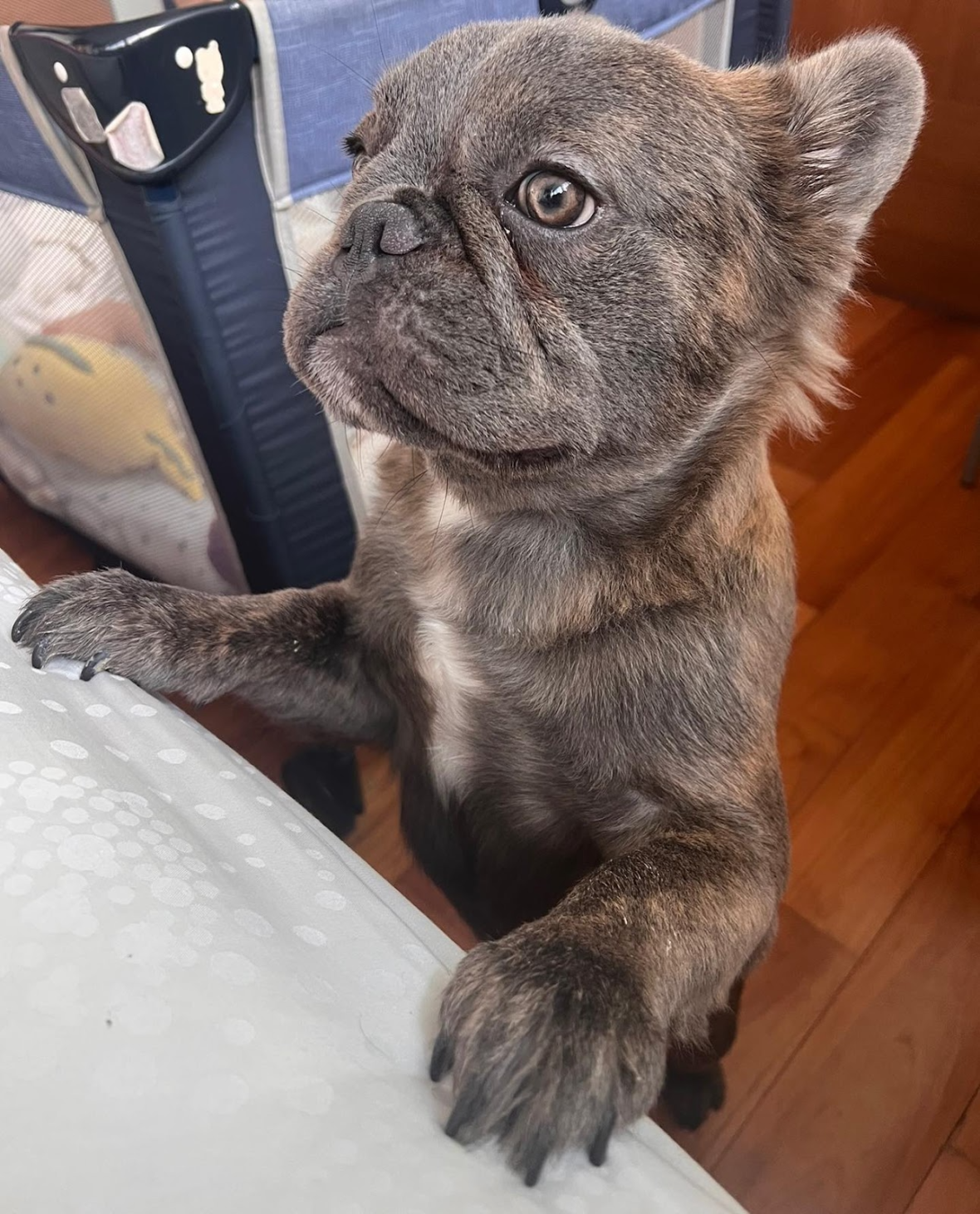 Mammoth the Blue Long-Haired French Bulldog