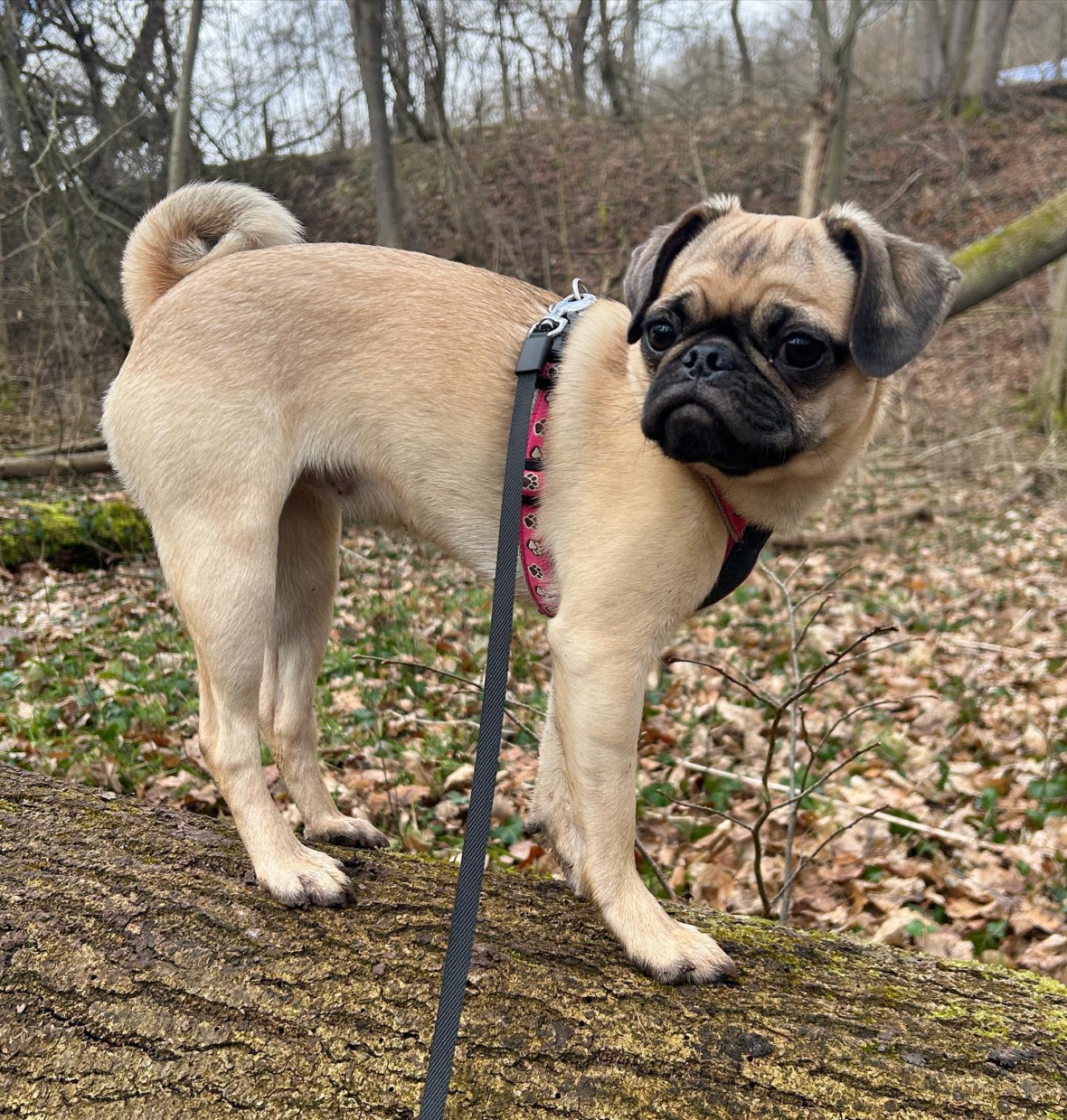 Old fashioned pug hot sale breeders