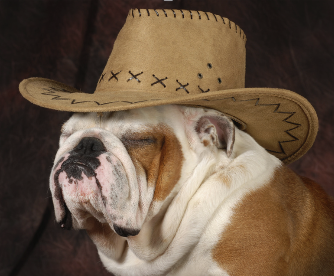 Bulldog in cowboy hat