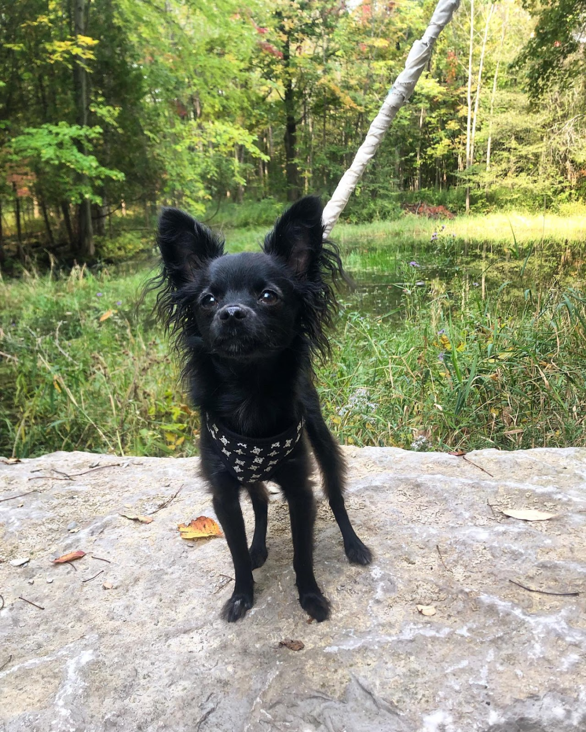 Long haired chihuahua poodle sales mix