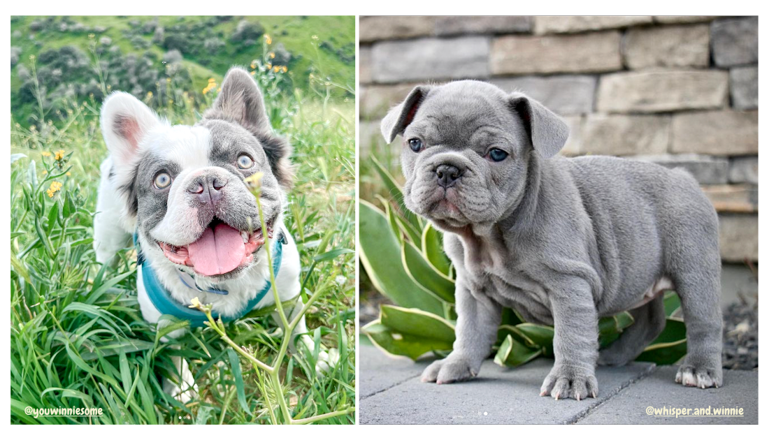 Lilac French Bulldogs Aren’t Just Rare, They’re Expensive! Guess How ...