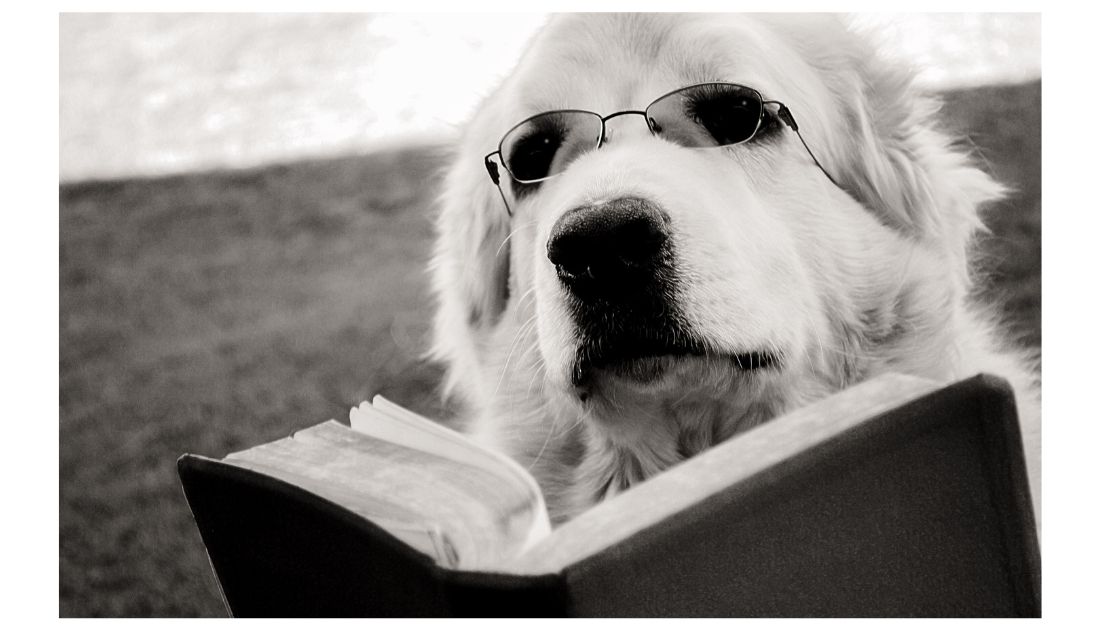 Literary Names for Dogs: A retriever reading a book
