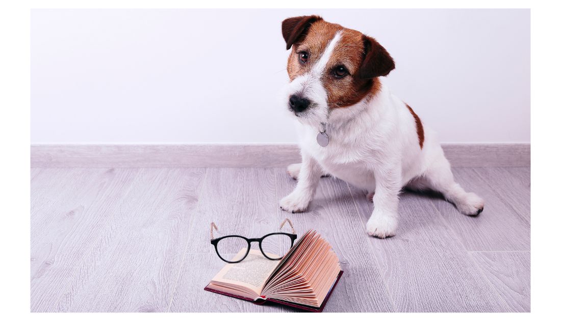 Literary Dog Names Starting with "S" dog reading book
