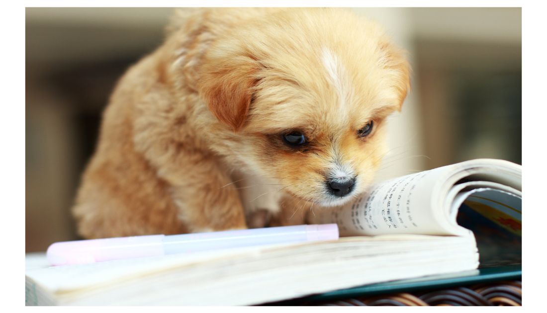 Literary Names for Dogs: a puppy reading a book