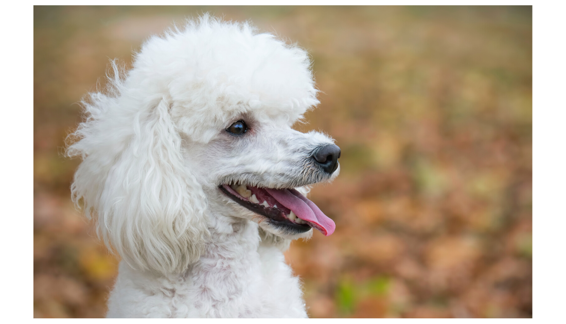 Medium red poodle best sale