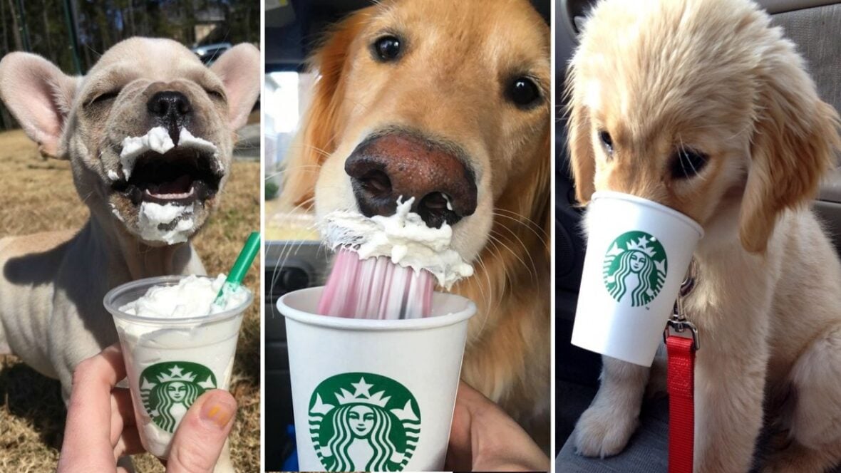 Dogs & Puppuccino