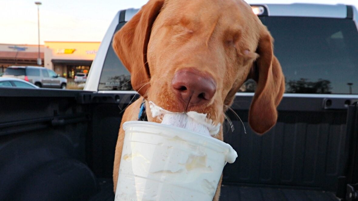 Willy having Puppuccino