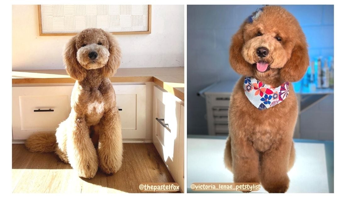 Teddy Bear Goldendoodle Haircut