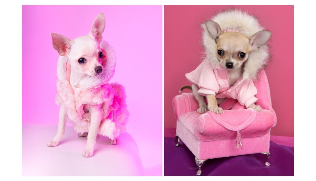 81 Barbie Dog Names for Your Glamorous Pup - Rocky Kanaka