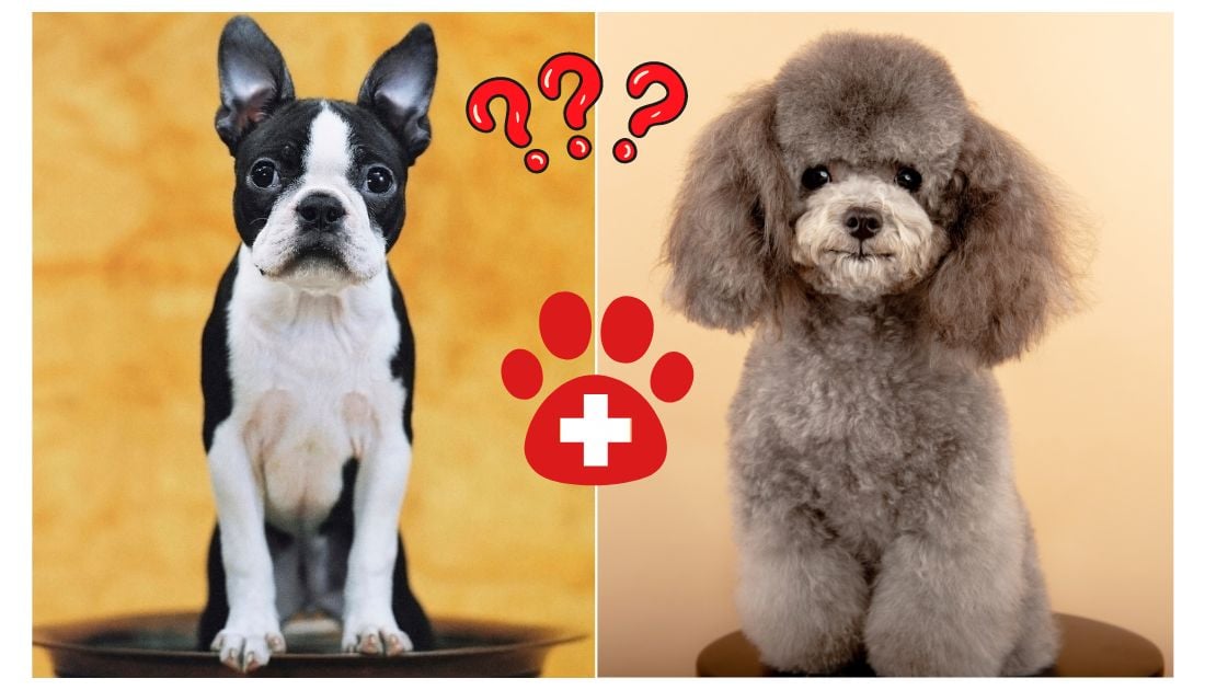 Bossi-Poos are a mix of Boston Terrier and Poodle